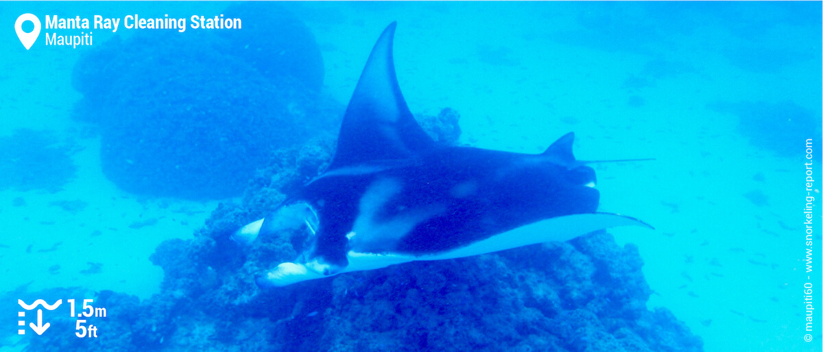 Manta ray at Maupiti's cleaning station