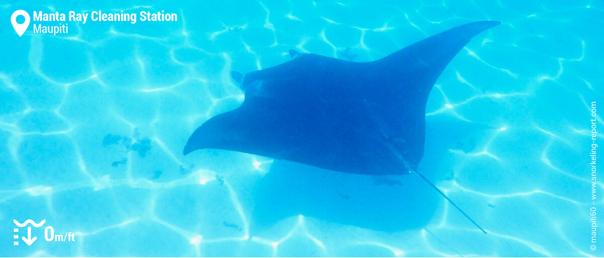 Snorkeling with manta rays in Maupiti