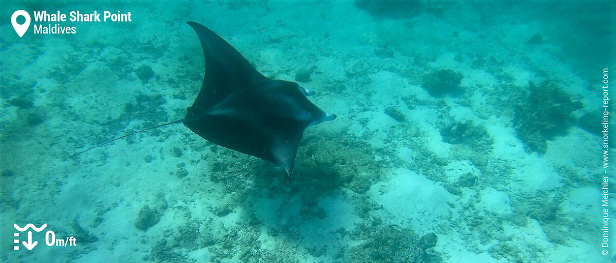 Snorkeling with manta ray in South Ari Atoll