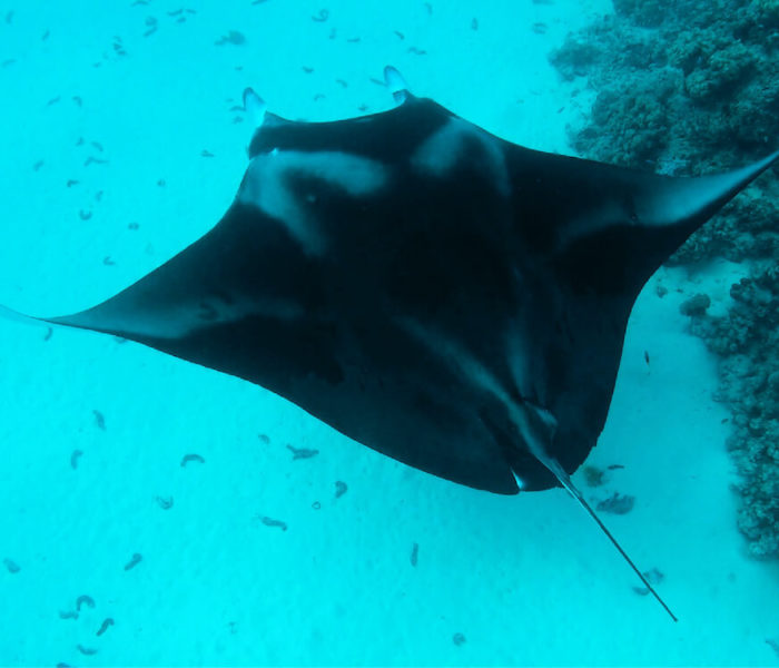 Maupiti’s Manta Ray Cleaning Station