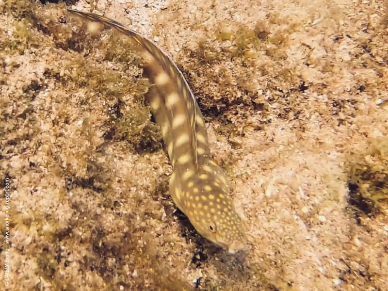 Myrichthys breviceps