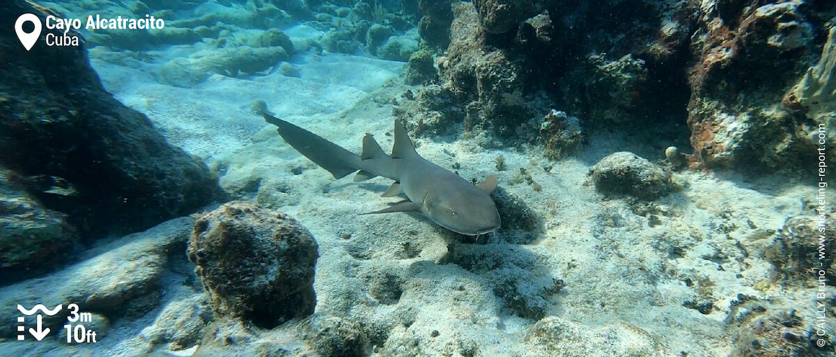 Nurse shark at Cayo Alcatracito