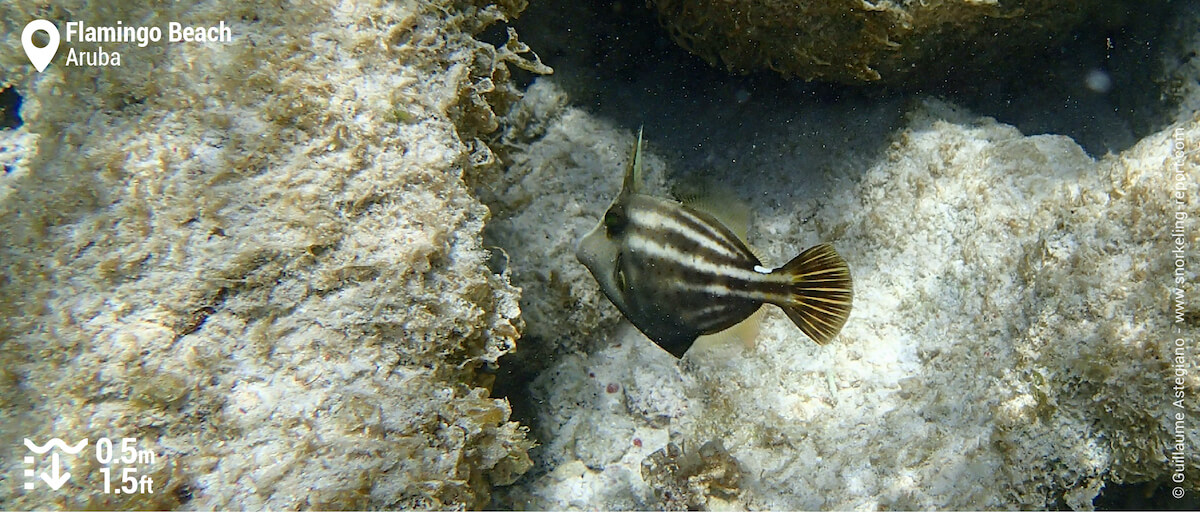 Orangespotted filefish at Flamingo Beach