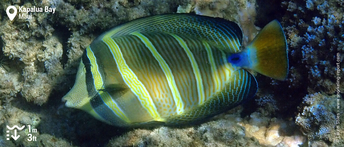 Pacific sailfin tang in Kapalua Bay