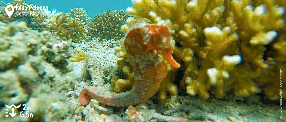 Pacific seahorse at Islas Pelonas