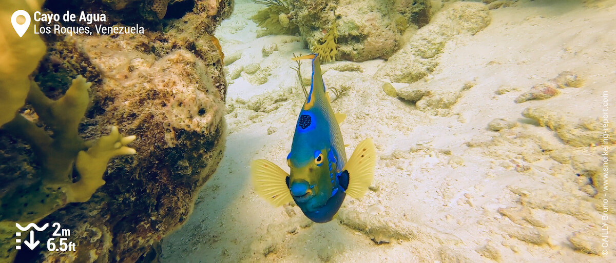 Queen angelfish at Cayo de Agua