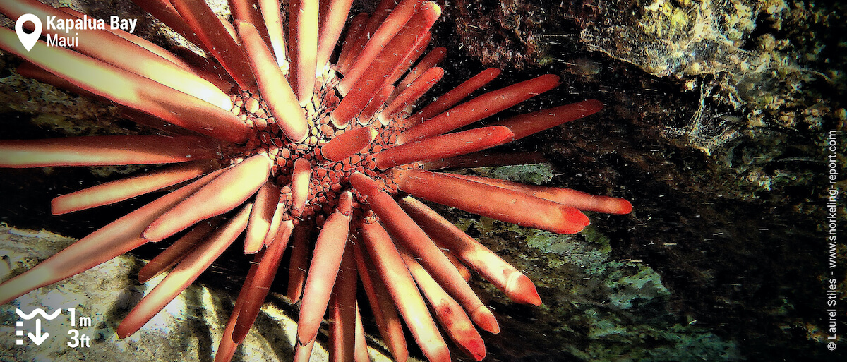 Red pencil urchin in Kapalua Bay