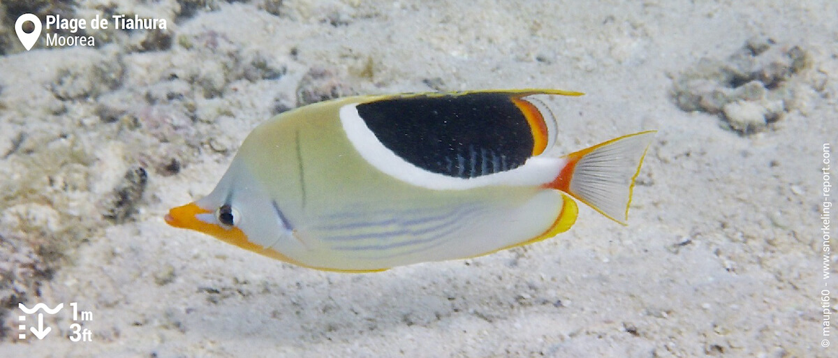 Saddle butterflyfish at Tiahura Beach