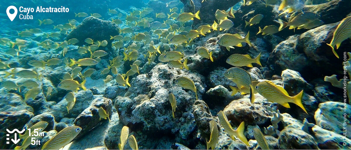 School of grunt at Cayo Alcatracito