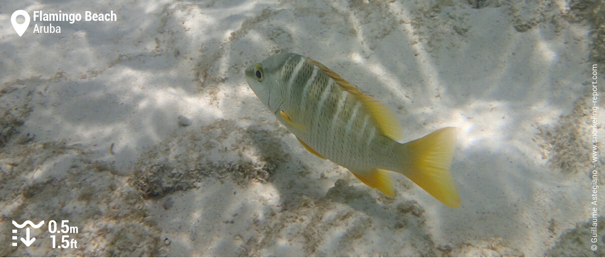 Schoolmaster snapper at Flamingo Beach