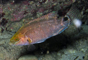 Méditerranée