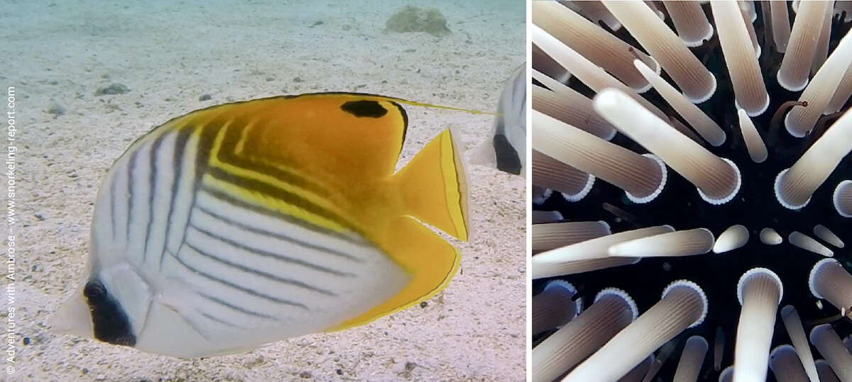 Snorkeling Aroa Beach, Cook Islands