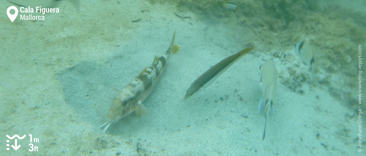 Mediterranean fish at Cala Figuera