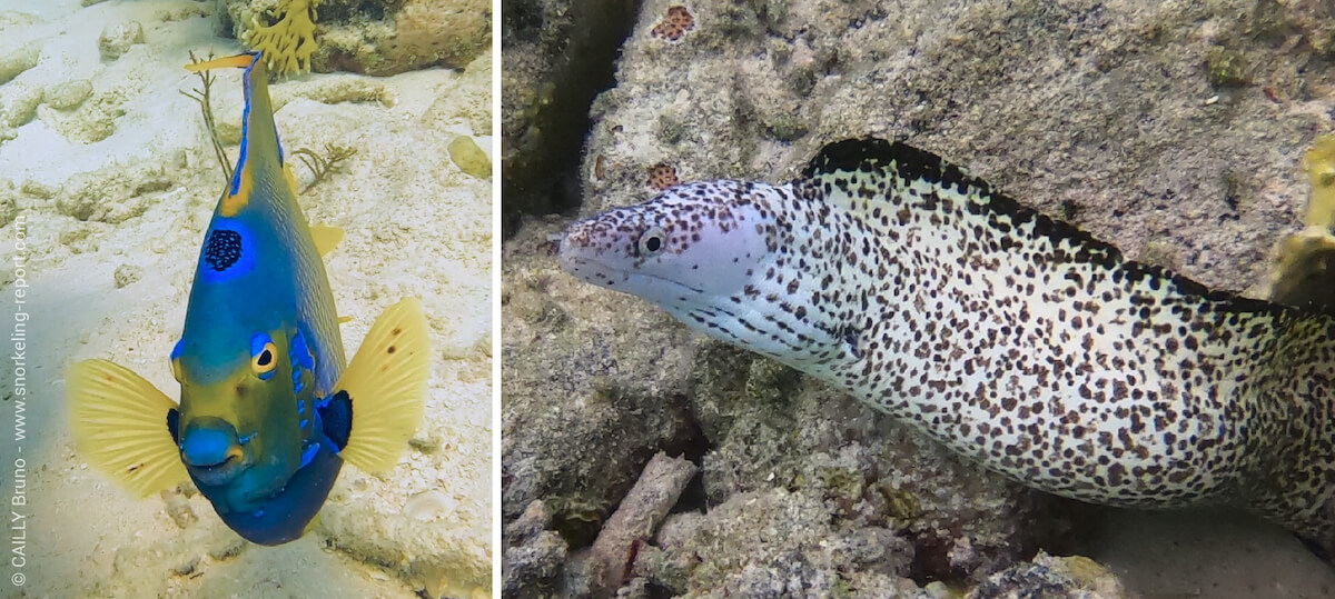 Angelfish and moray eel at Los Roques archipelago