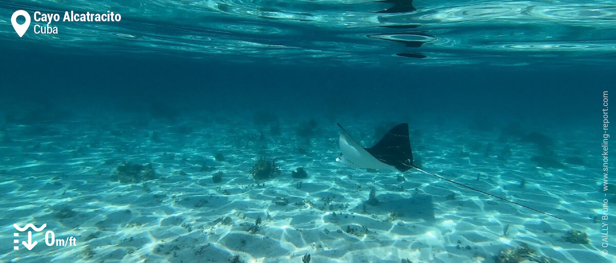 Spotted eagle ray at Cayo Alcatracito