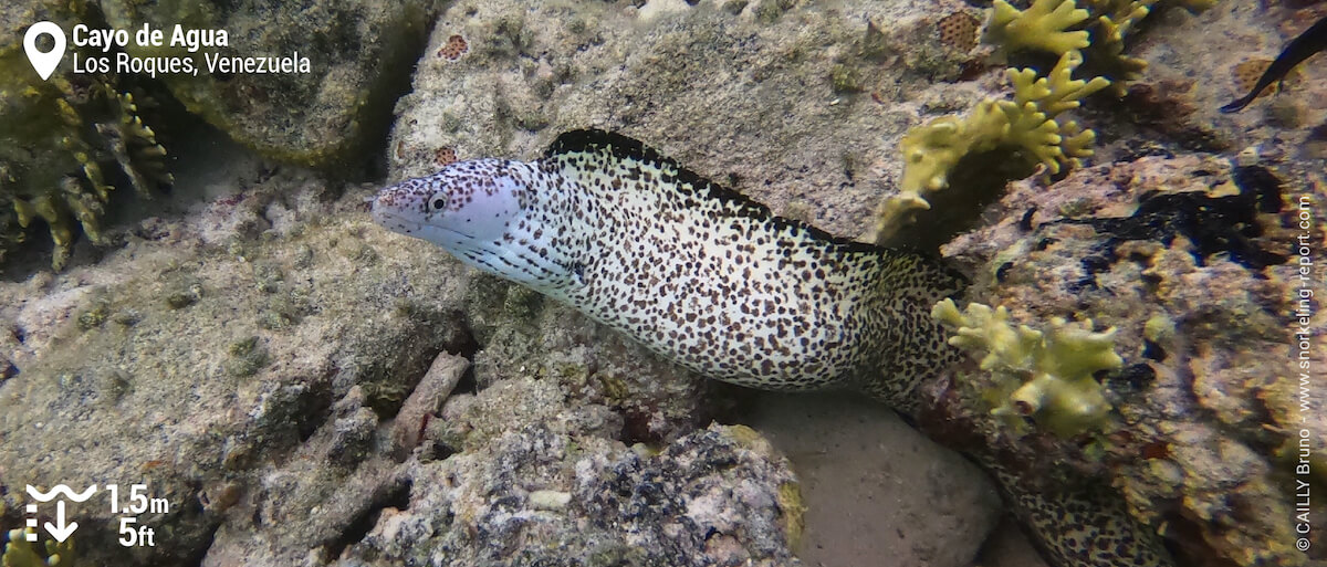 Spotted moray eel at Cayo de Agua