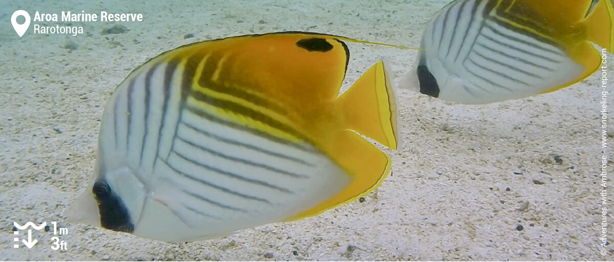 Threadfin butterflyfish at Aroa Beach