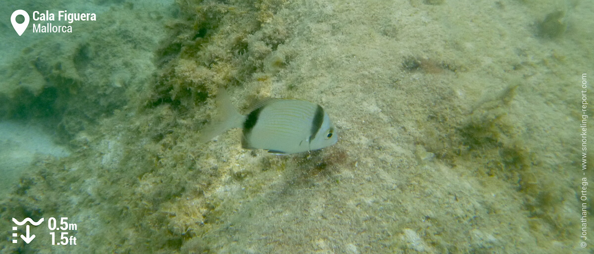 Two banded seabream at Cala Figuera