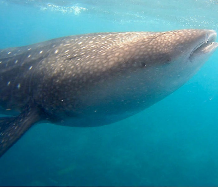 Whale Shark Point