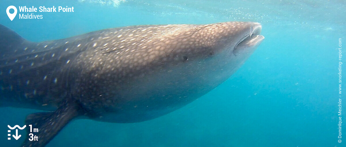 Snorkeling with whale sharks in South Ari Atoll