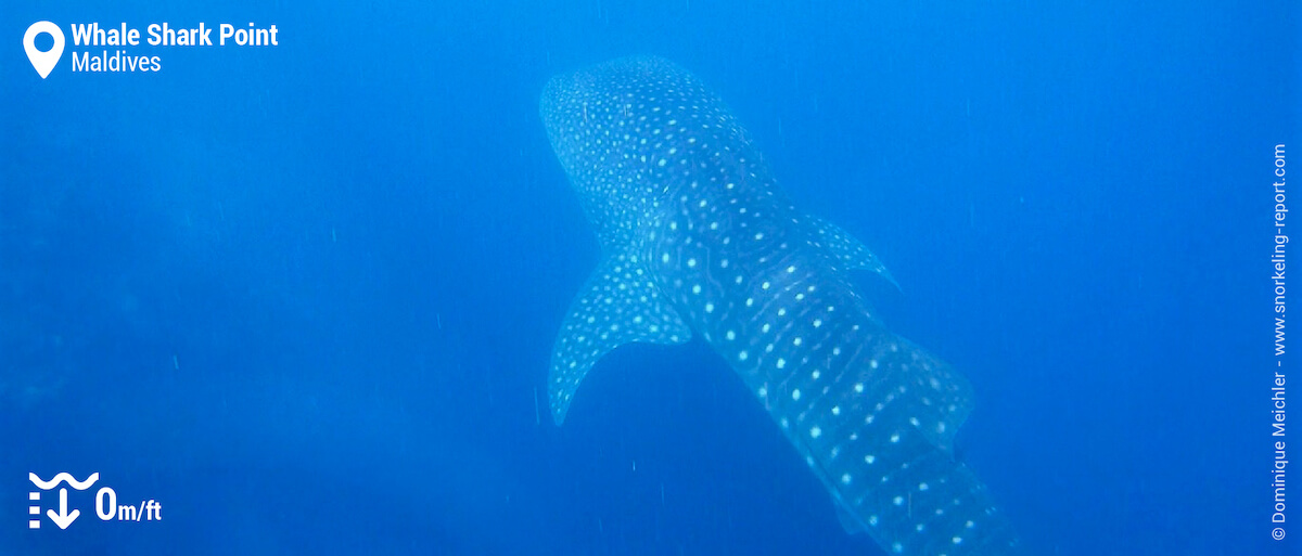 Snorkeling with whale sharks in South Ari Atoll