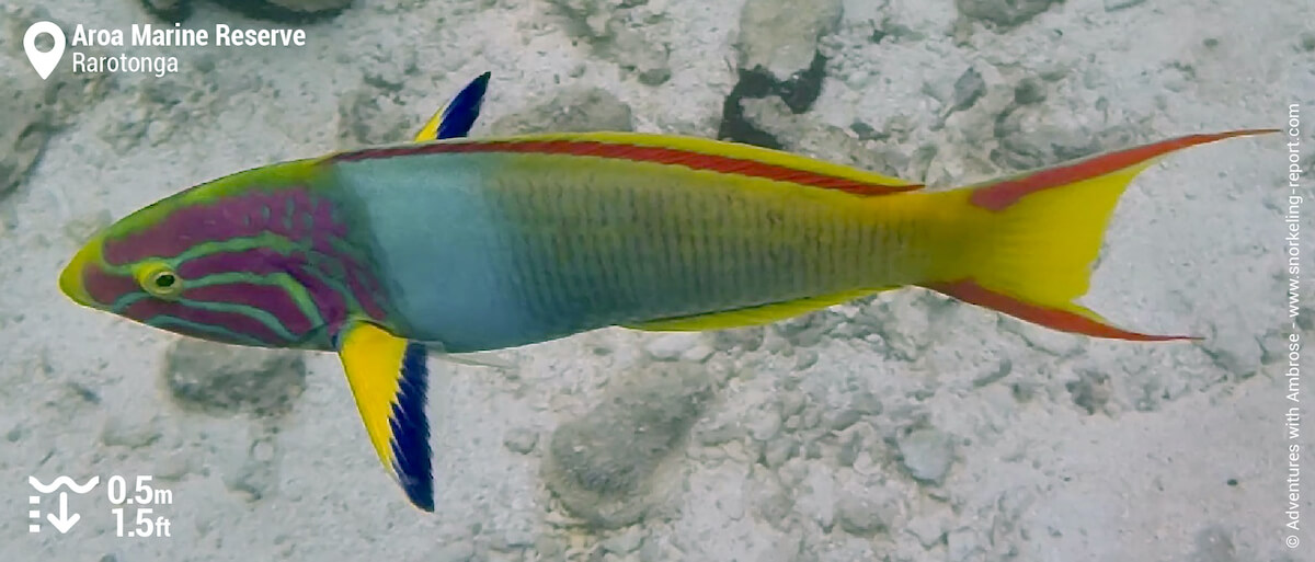 Yellow-brown wrasse at Aroa Beach