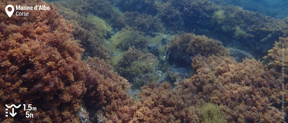 Algues à la Marine d'Albo