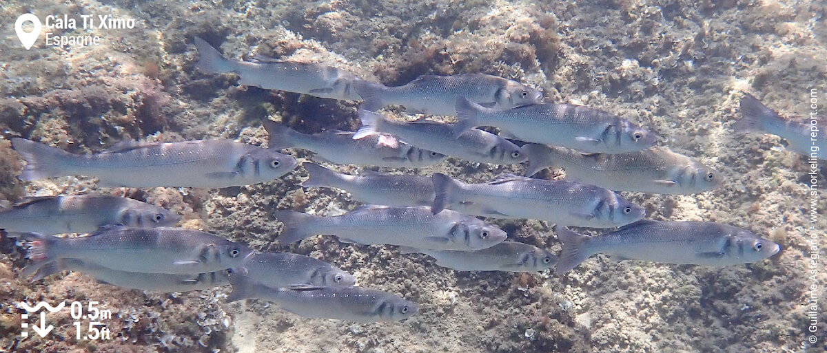 Banc de bars à Cala Ti Ximo, Benidorm