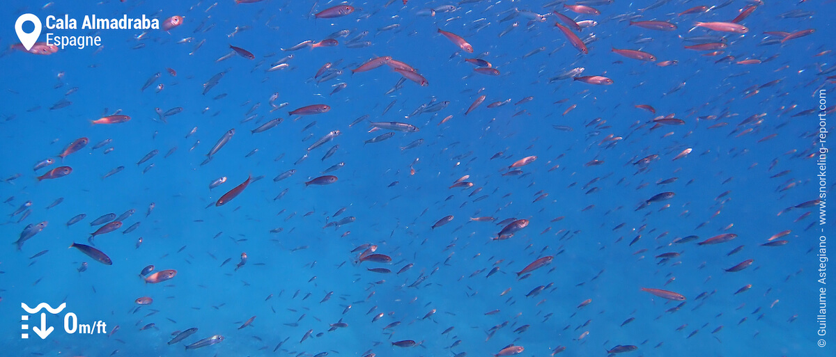 Banc de poissons à Cala Almadabra, Benidorm