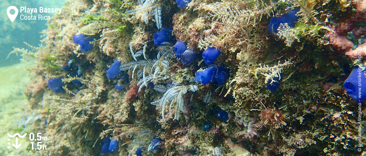 Blue sponges on Playa Bassey rocky beds