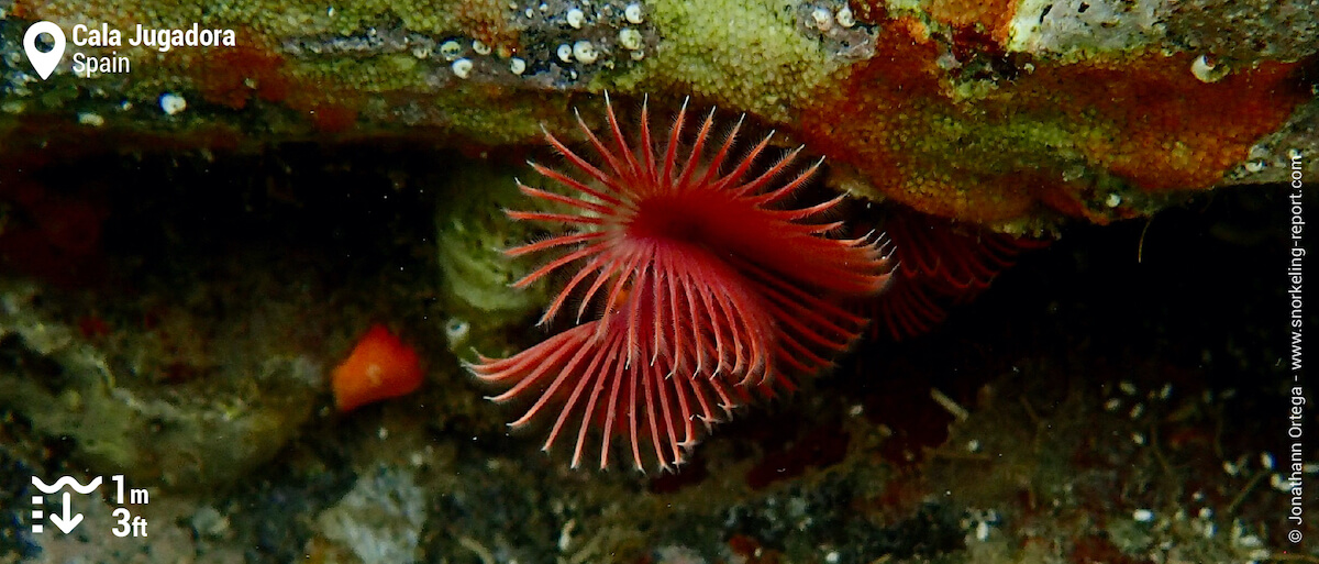 Calcareous tubeworm at Cala Jugadora