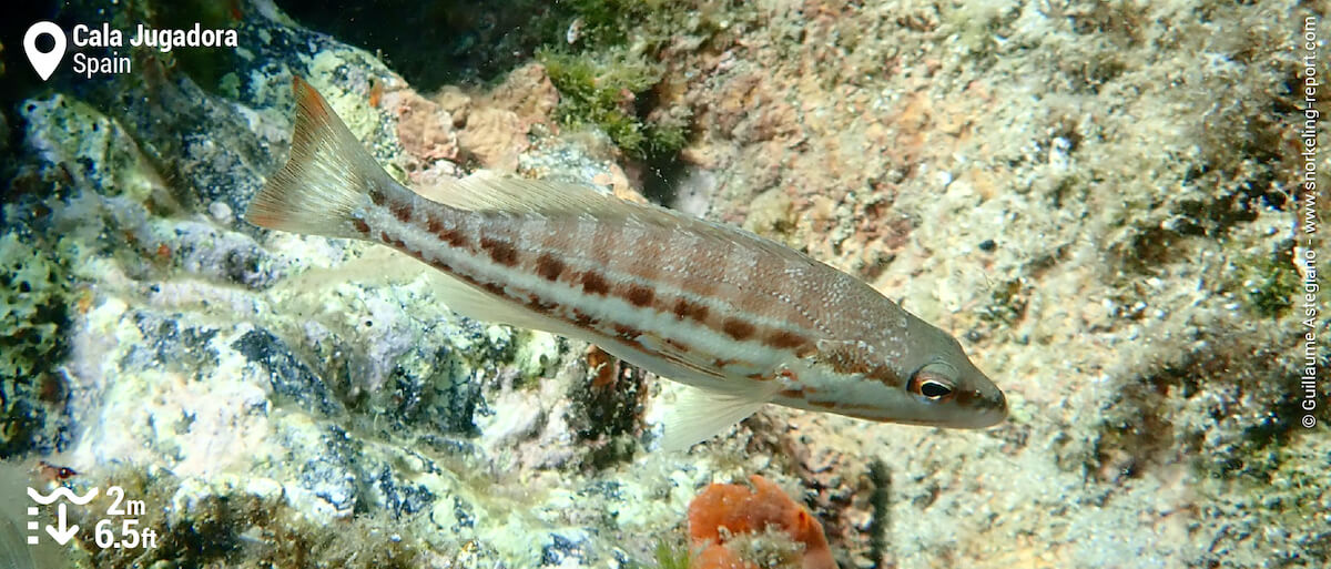 Comber at Cala Jugadora