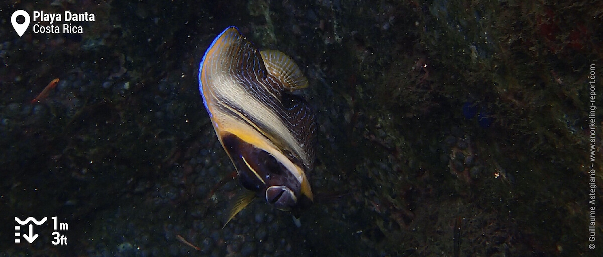 Cortez angelfish at Playa Danta