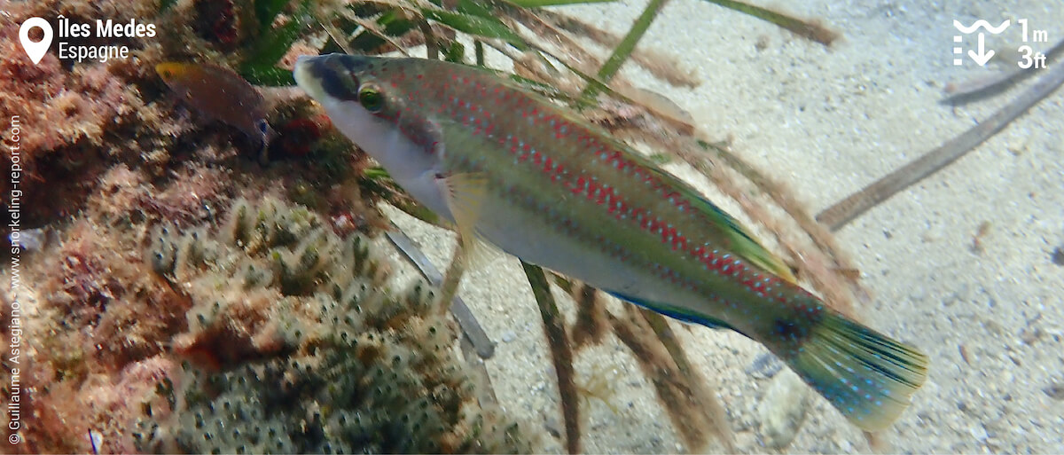 Crénilabre paon aux Îles Medes