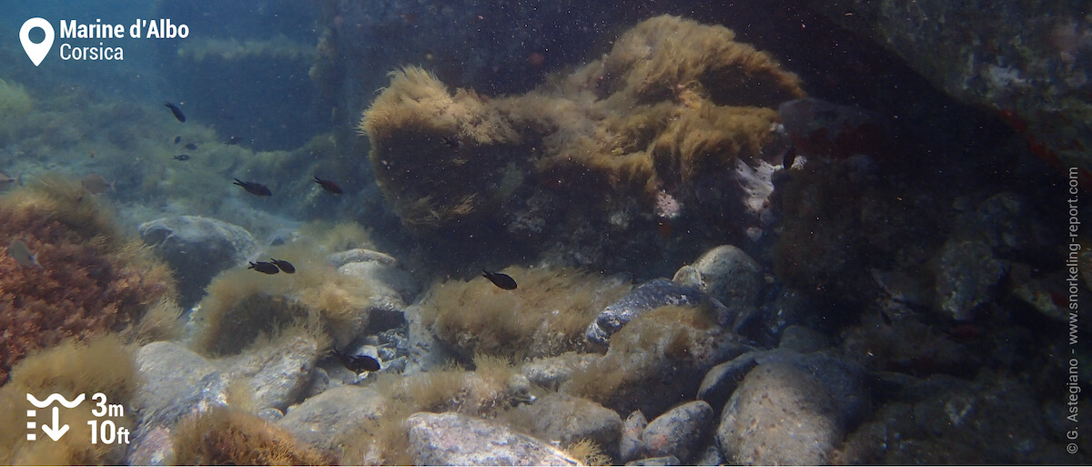 Damselfish at Marine d'Albo