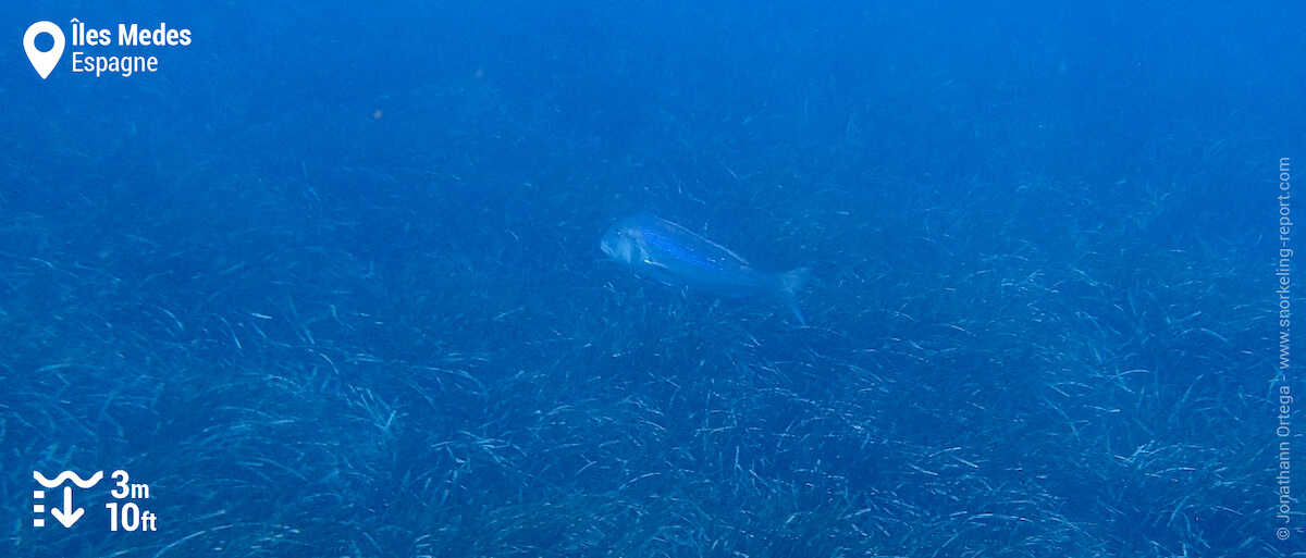 Denti aux Îles Medes