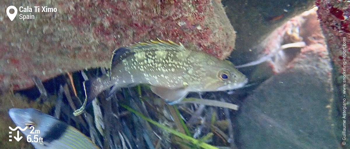 Dusky grouper at Cala Ti Ximo, Benidorm