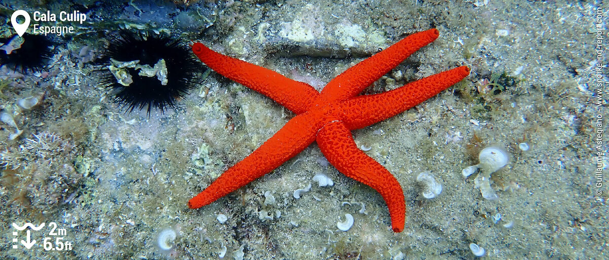 Etoile de mer rouge à Cala Culip