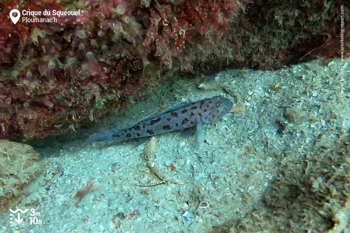 Goby at Crique du Squeouel