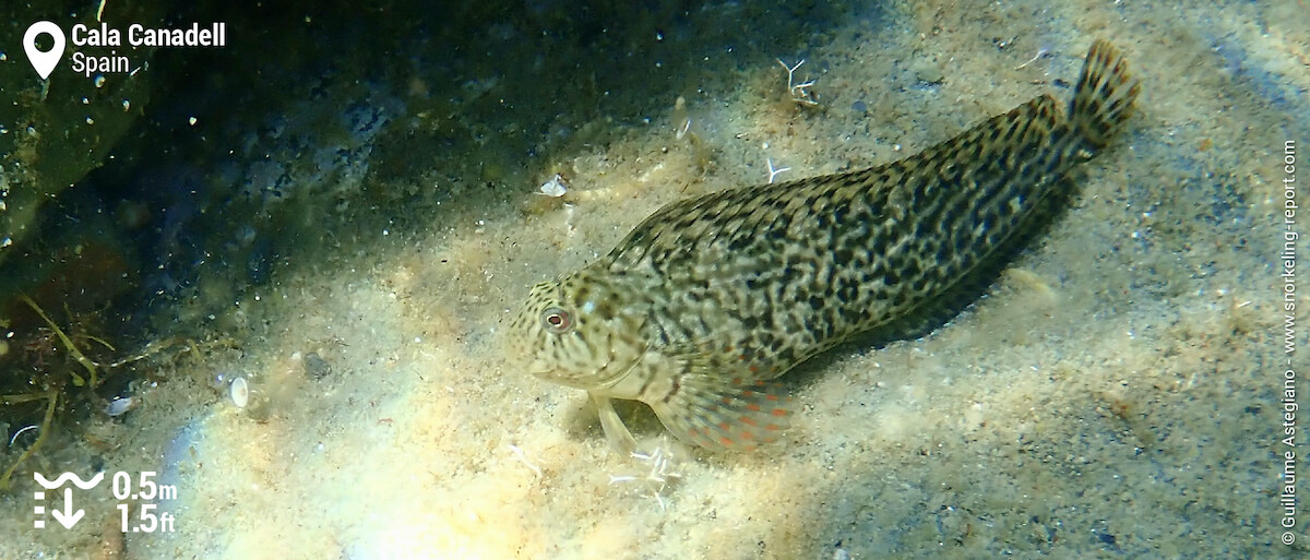 Blenny at Cala Canadell