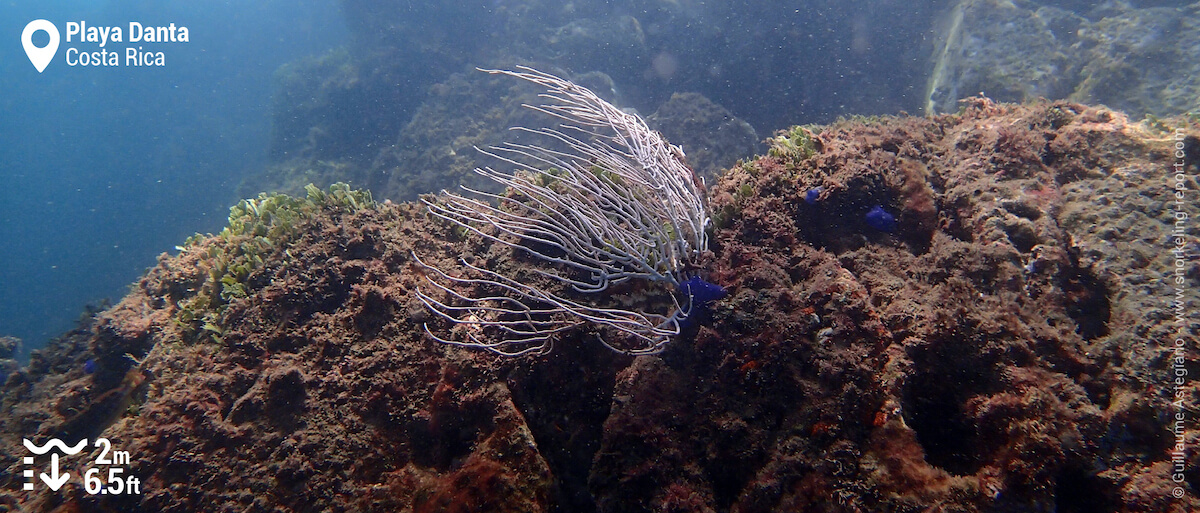 Gorgonian at Playa Danta