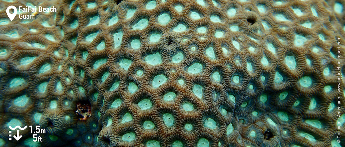 Green coral details at FaiFai Beach