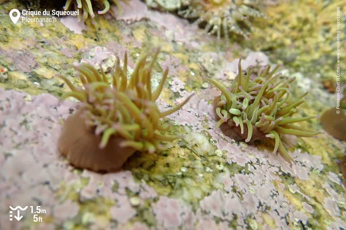 Green sea anemones