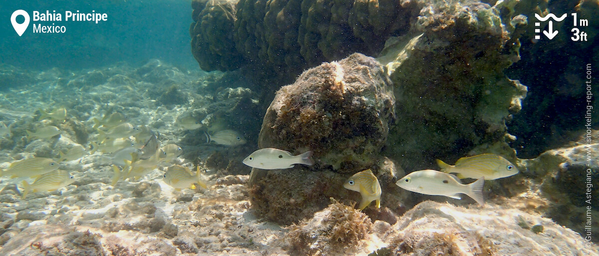 Grunts and snappers at at Bahia Principe Akumal reef