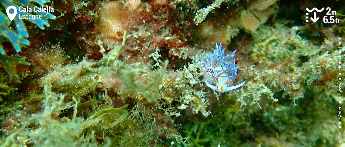 Hervia pèlerine à Cala Calella