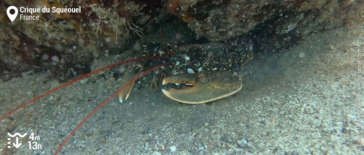 Lobster at Crique du Squéouel