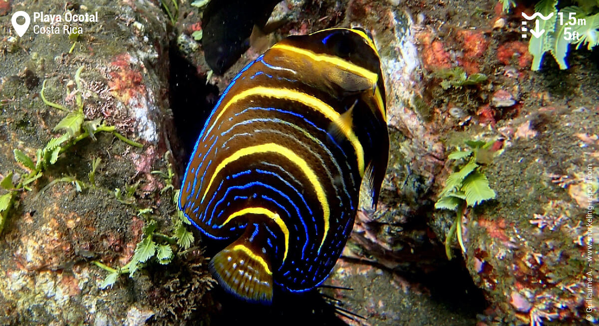 Juvenile Cortez angelfish at Playa Ocotal