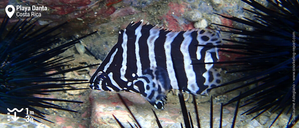 Juvenile Eastern Pacific leather bass at Playa Danta