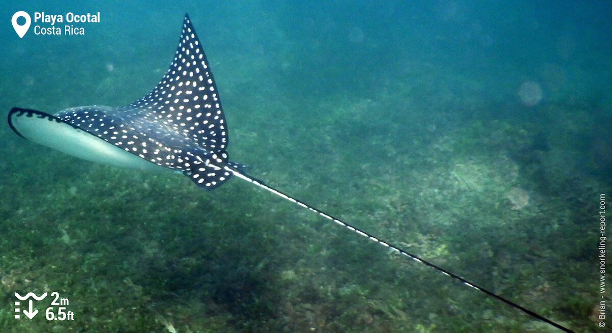 Pacific spotted eagle ray