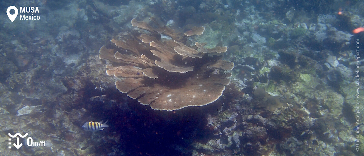 Manchones coral reef, Isla Mujeres